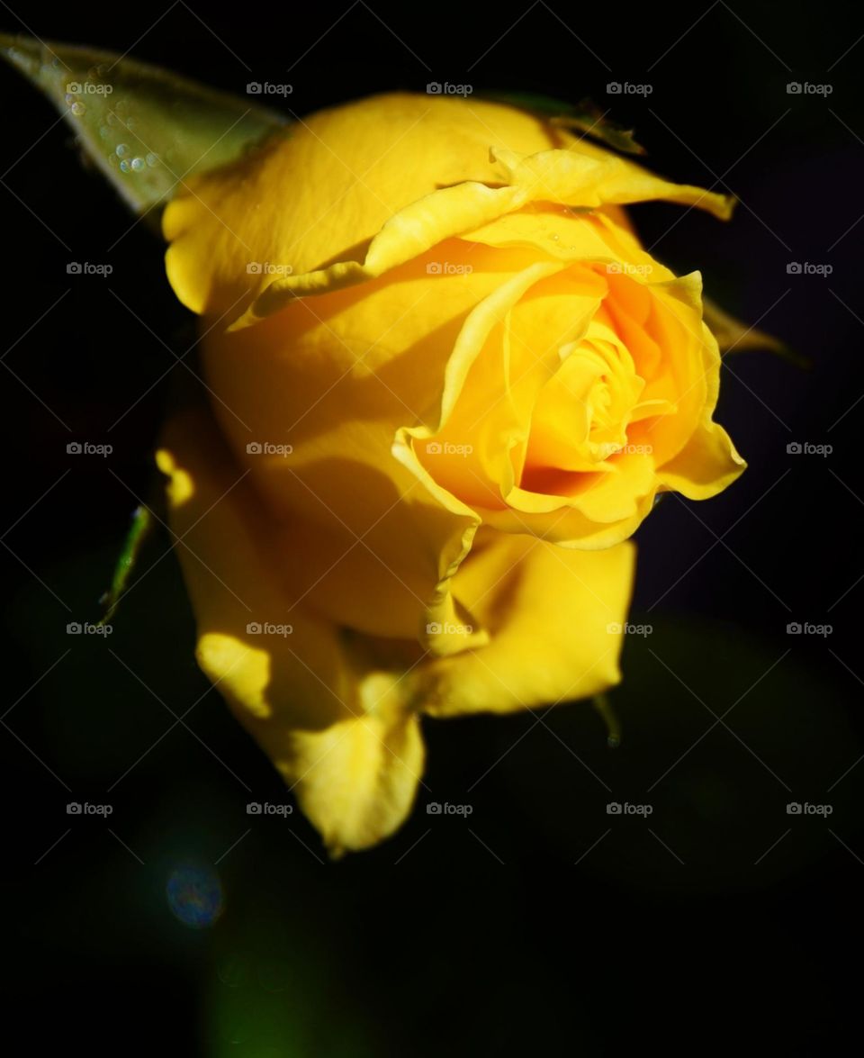 tender and beautiful