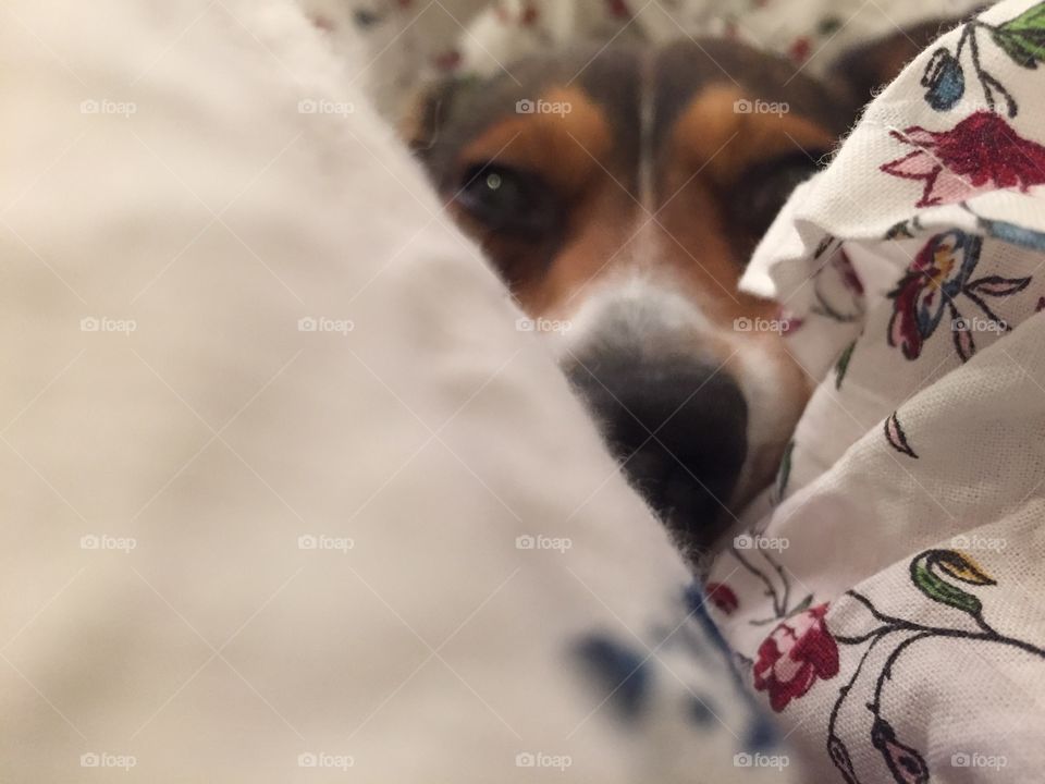 Sleepy dog