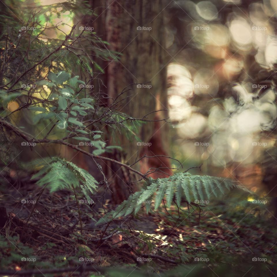 Forest detail in evening light