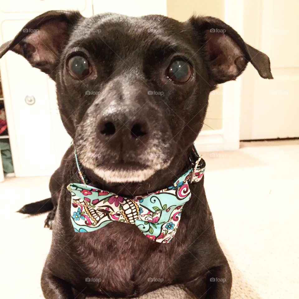 Noah with his new bow tie