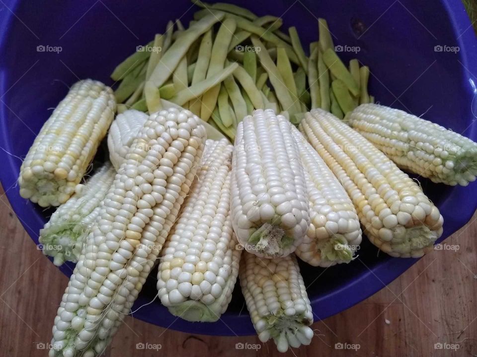 corn