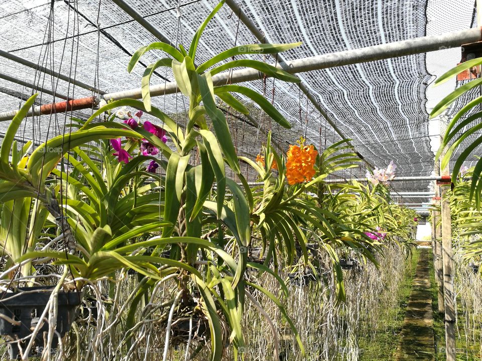 orchids farm