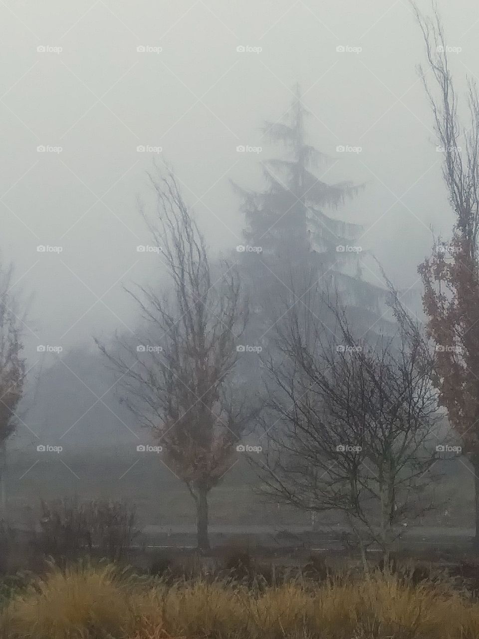 trees in fog