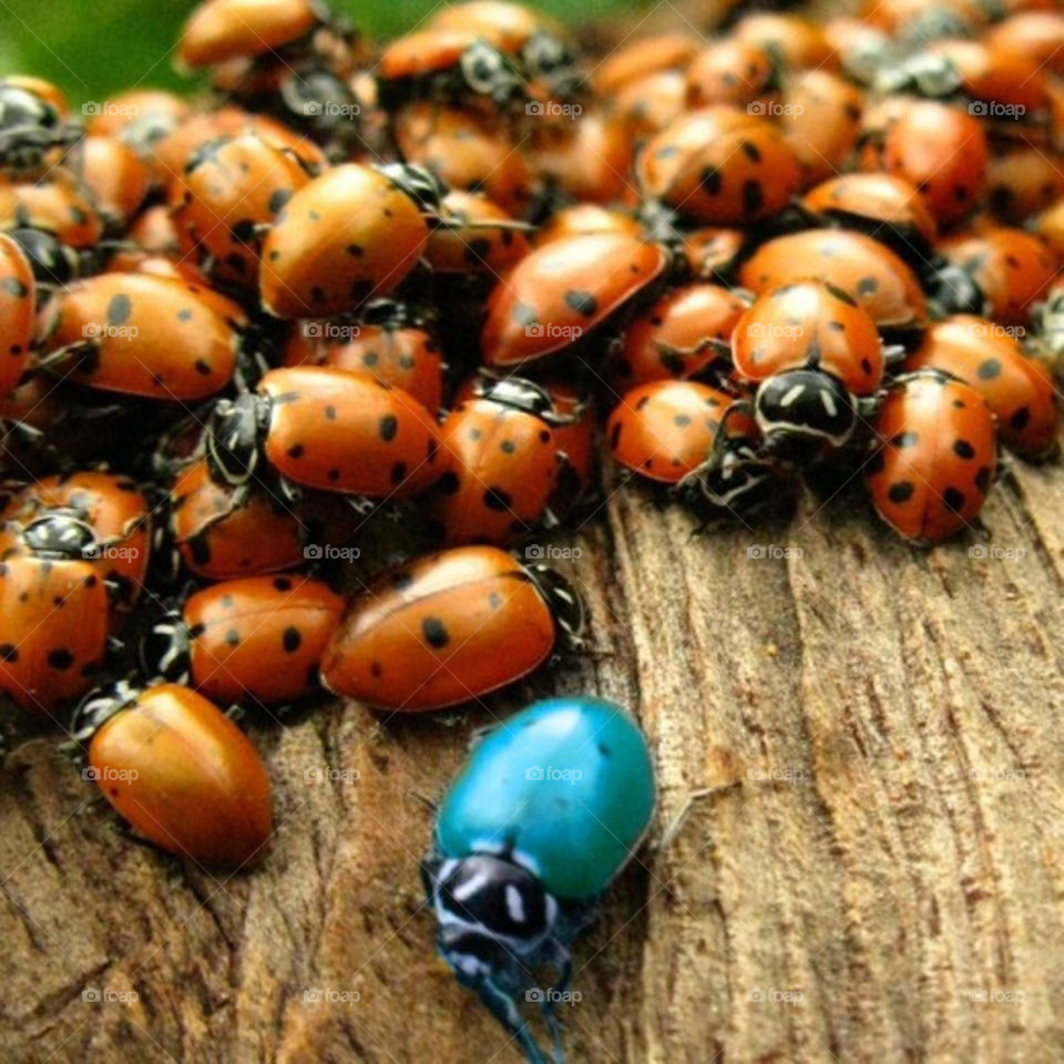 beatle Beatle ladybugs orgy blue lonely oddball misfit don't fit in with the rest