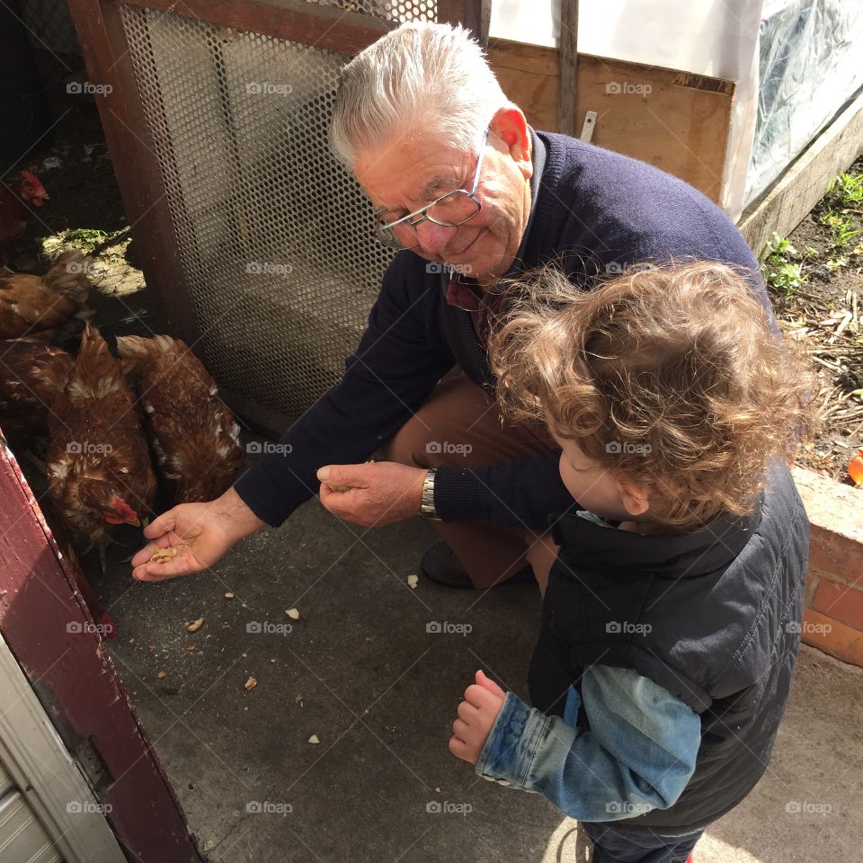 Feeding the chickens 