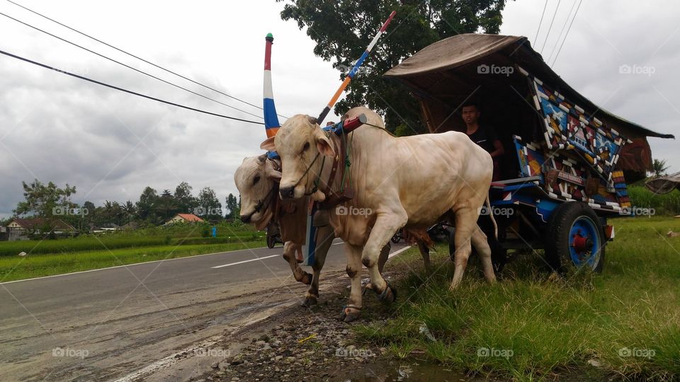 traditional transportation, Java