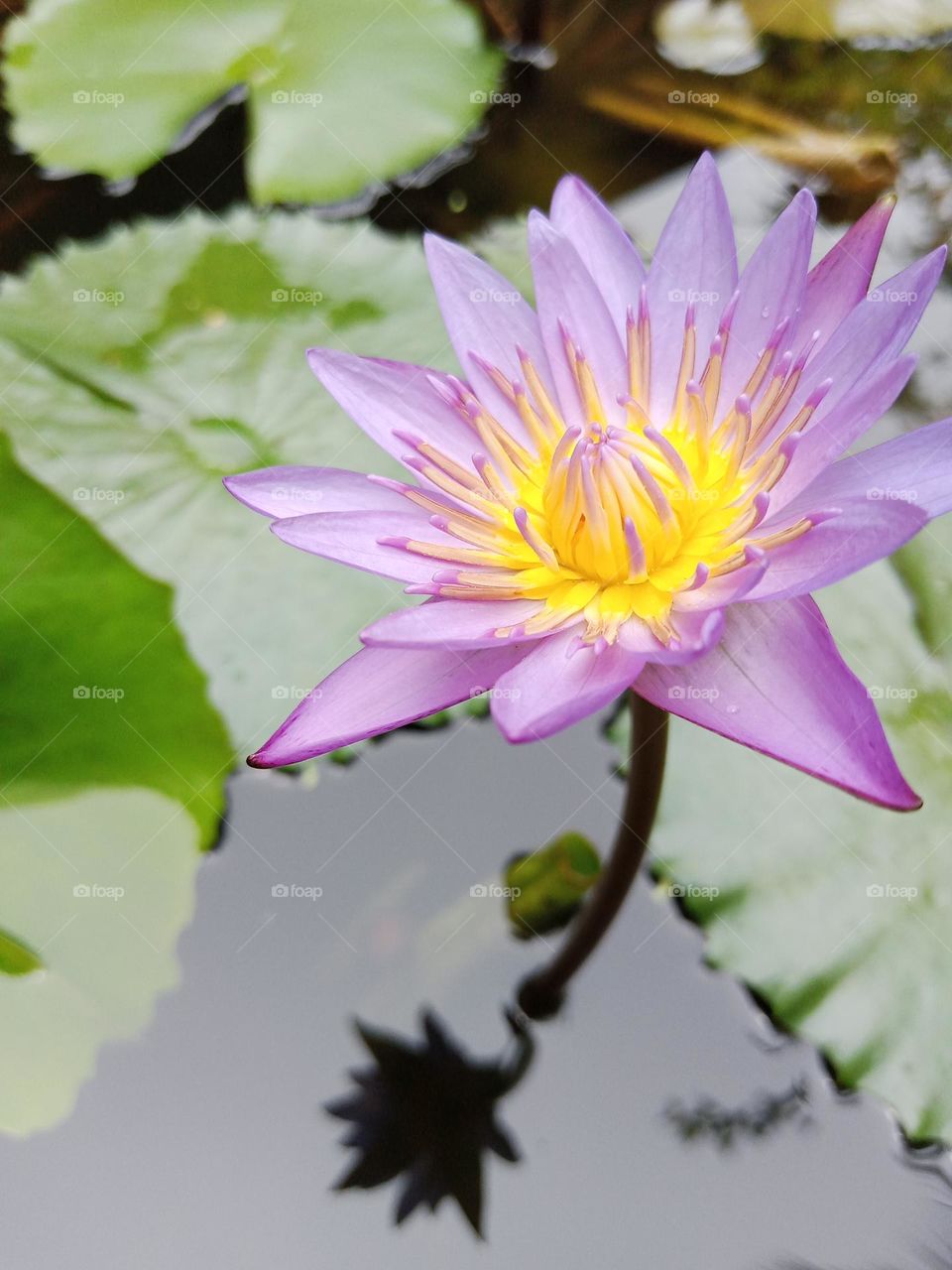 The blue lily, the national flower of Sri Lanka, appears here. It is a bringer of prosperity. It is a species of fragrant flowers and has good medicinal value.