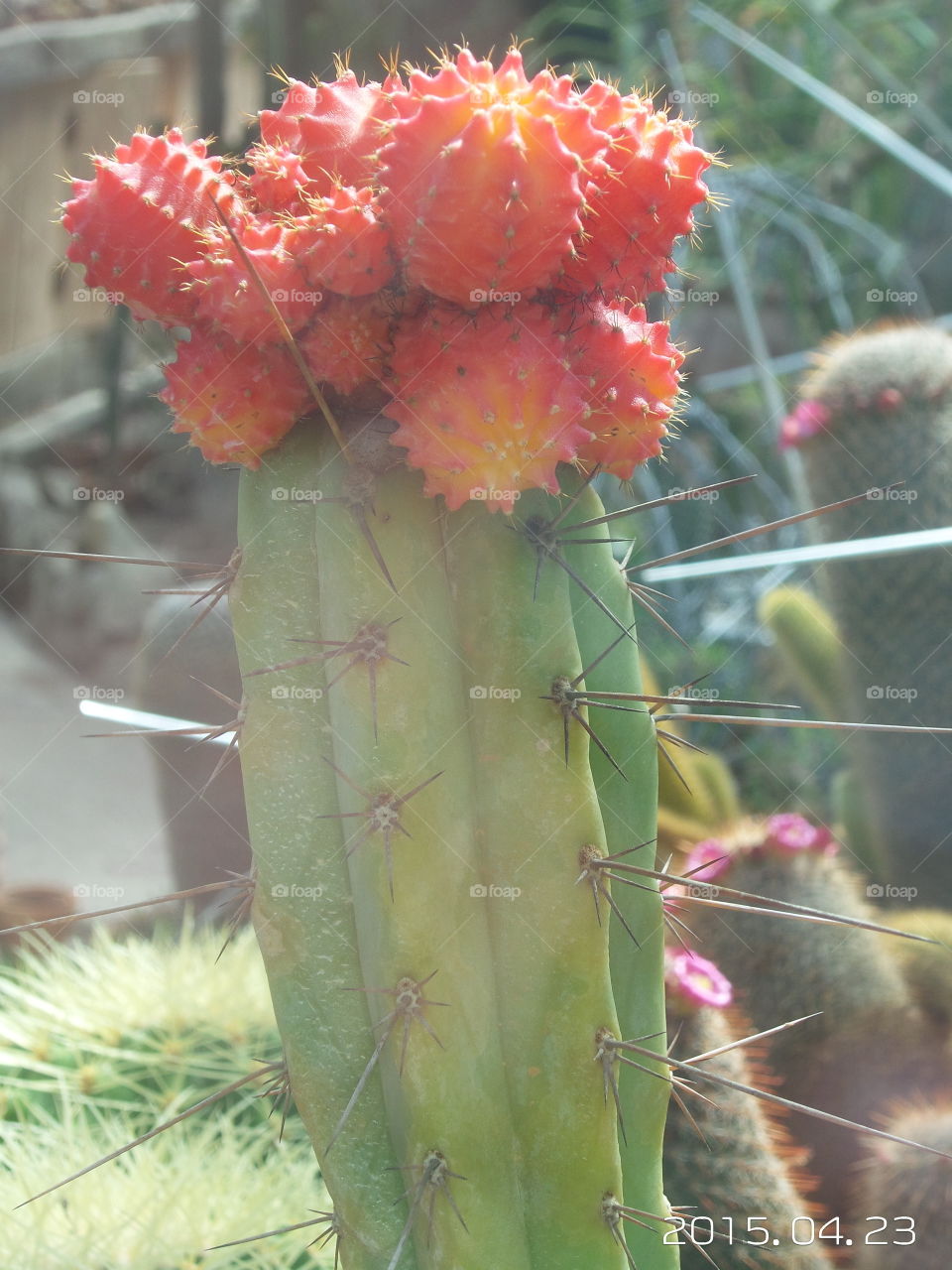 cactus