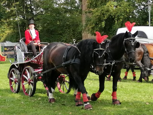 Pferden