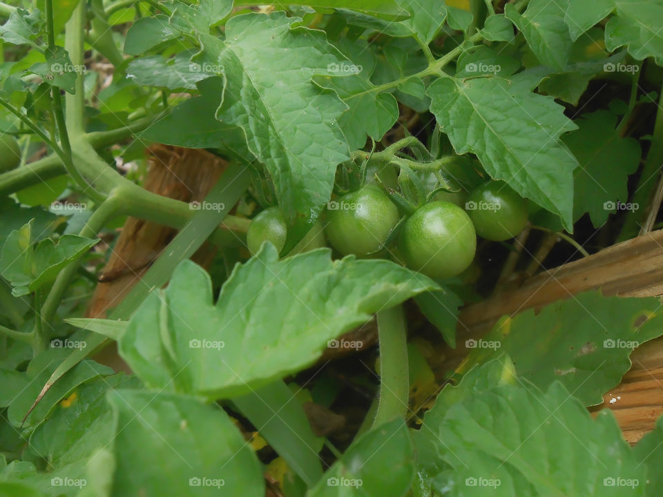 Small Tomatoes On Tree