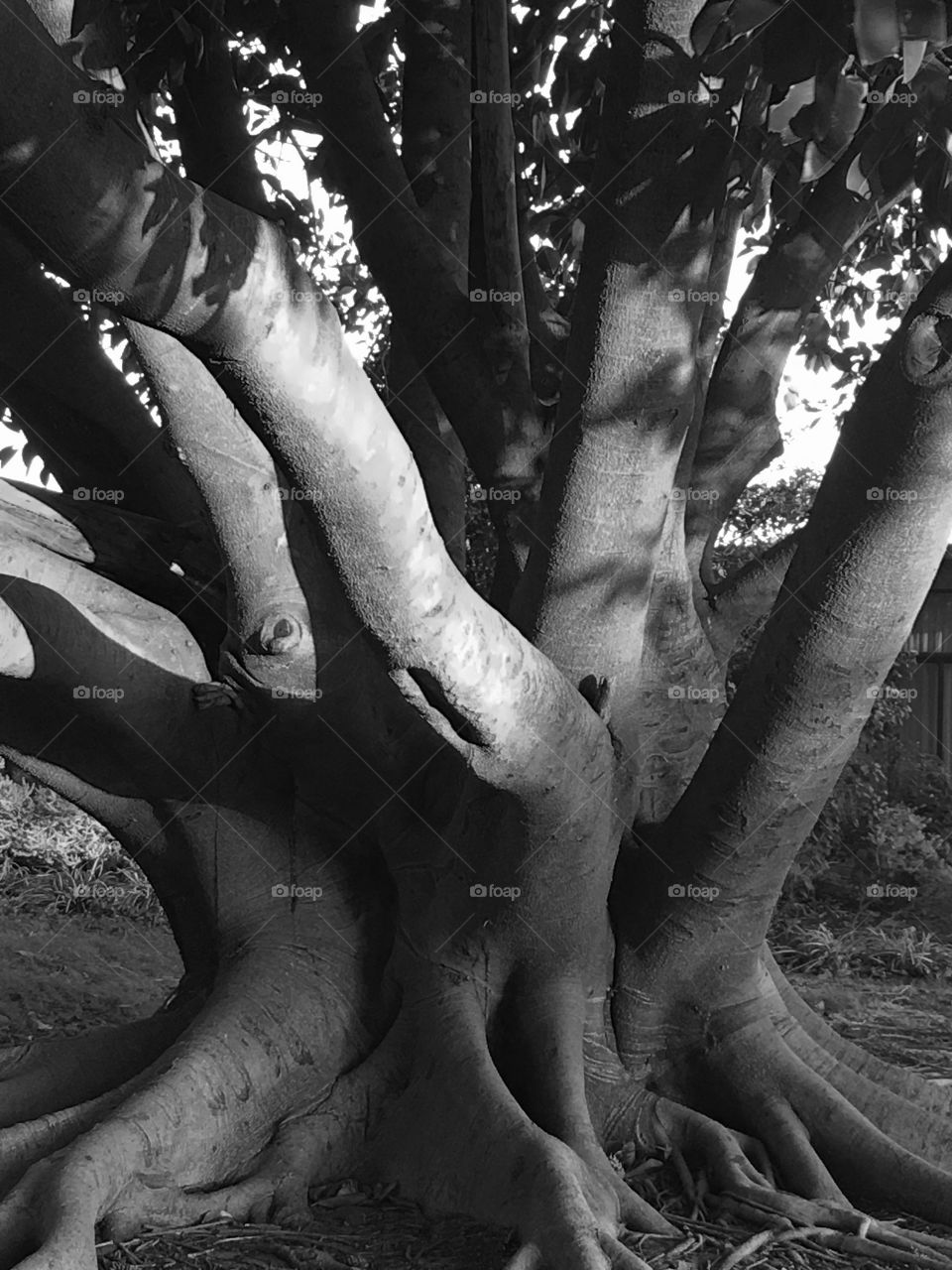 Moreton Bay Fig tree south Australia 