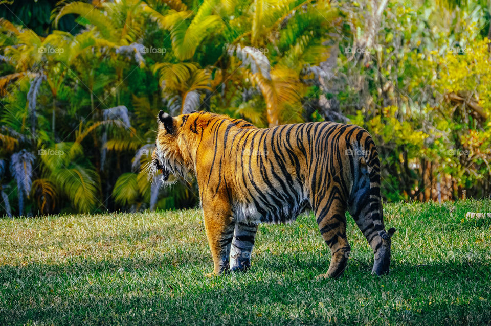 Tiger's back with plants in the background