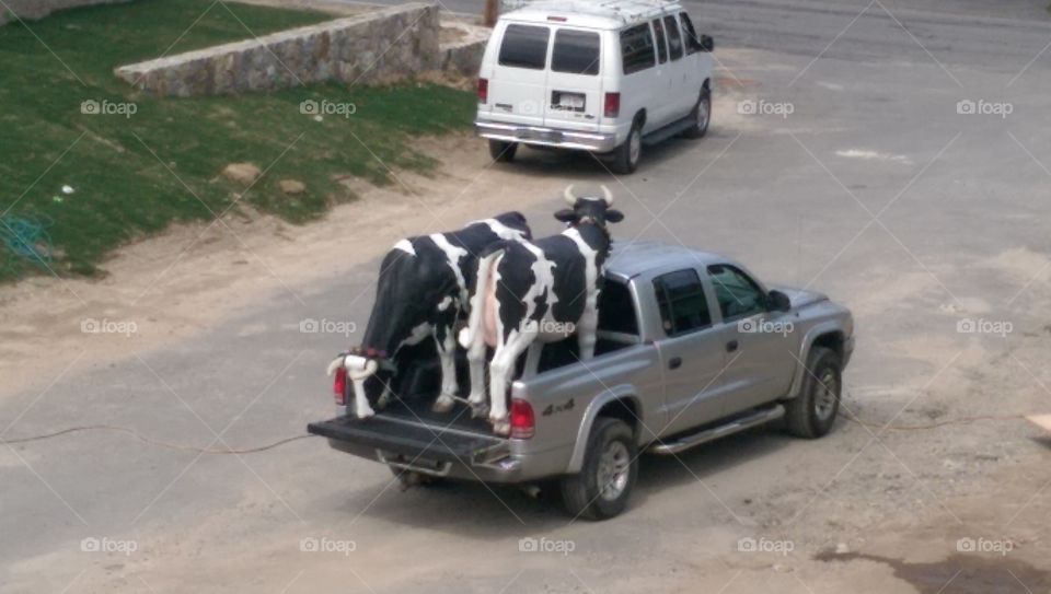 Cow moving