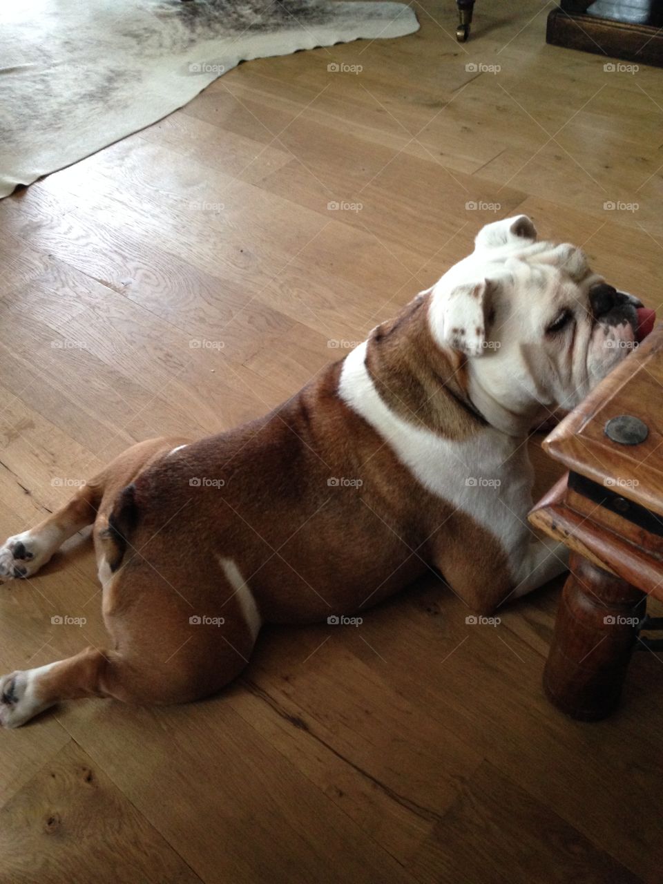 Blanche doesn't wanna get up for food.