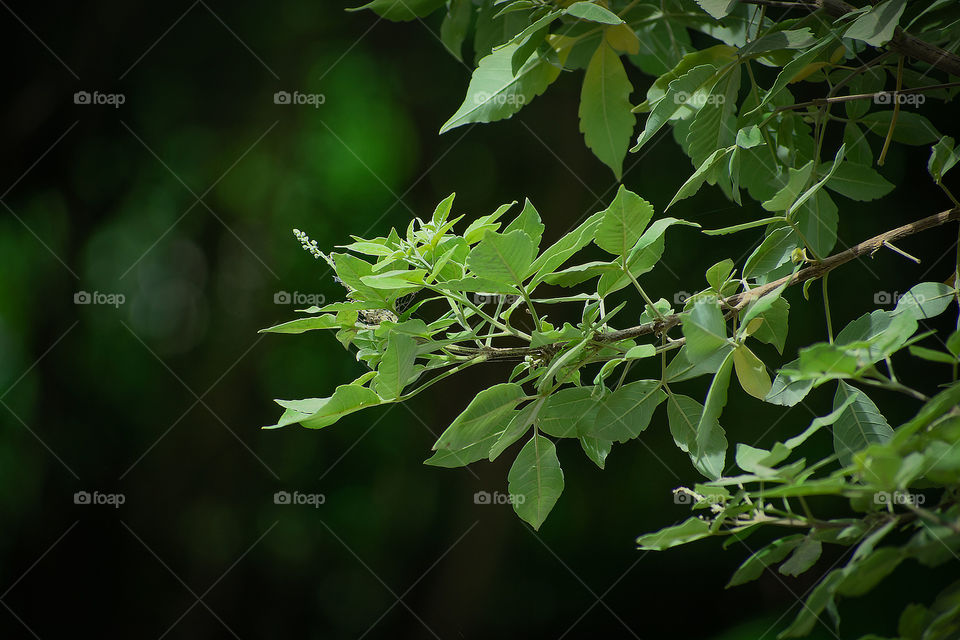Green Leaves with Greenish background