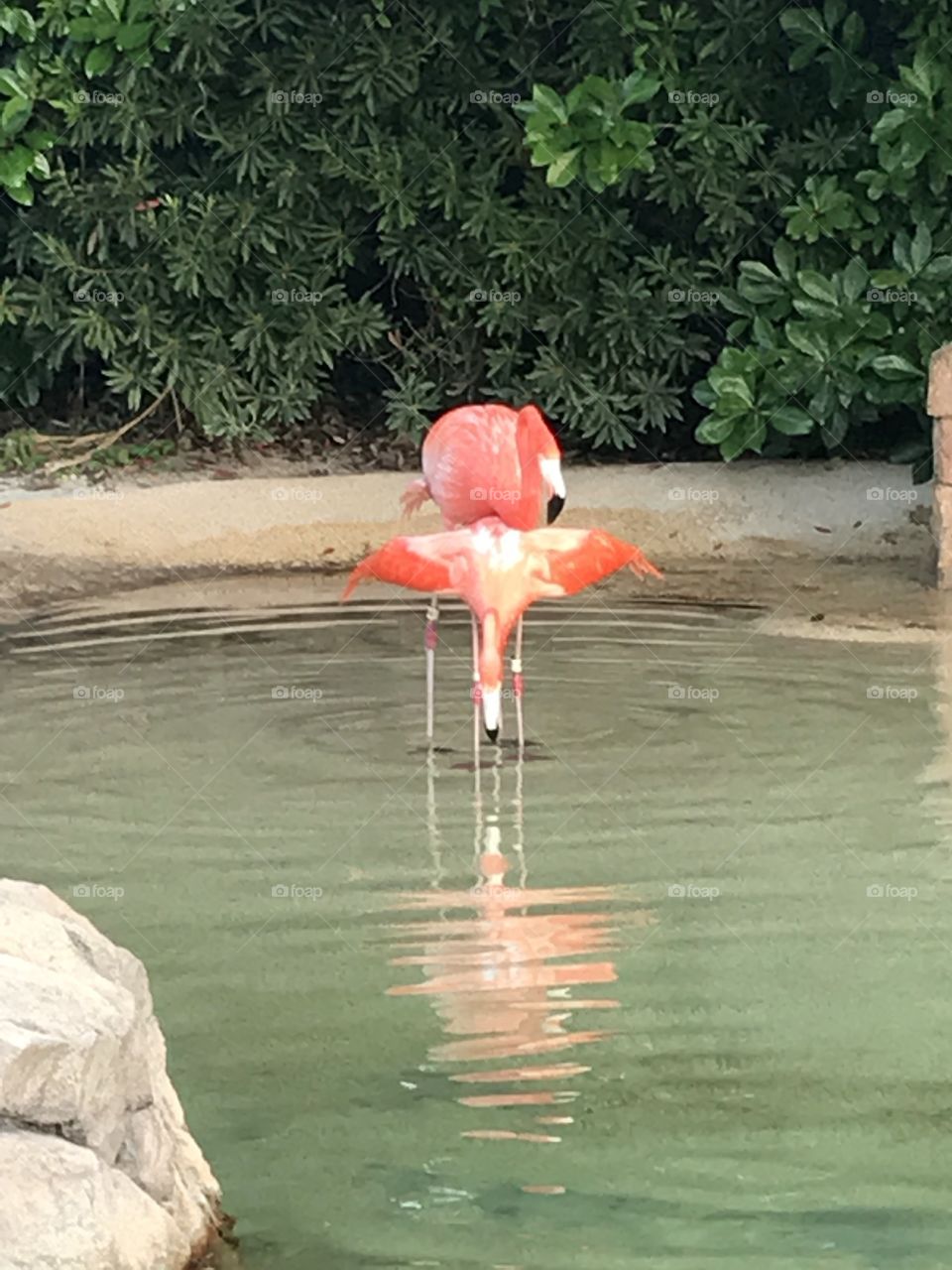 Two Flamingos wading in the water.