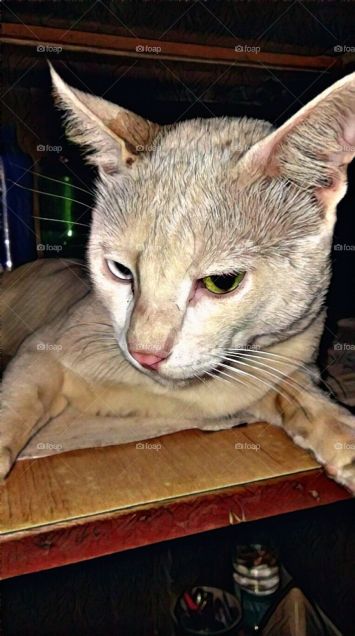 My Cat My Hero Ummmaaaah