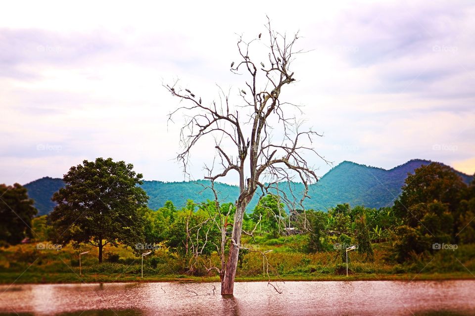 Dried tree. Dried tree and river view