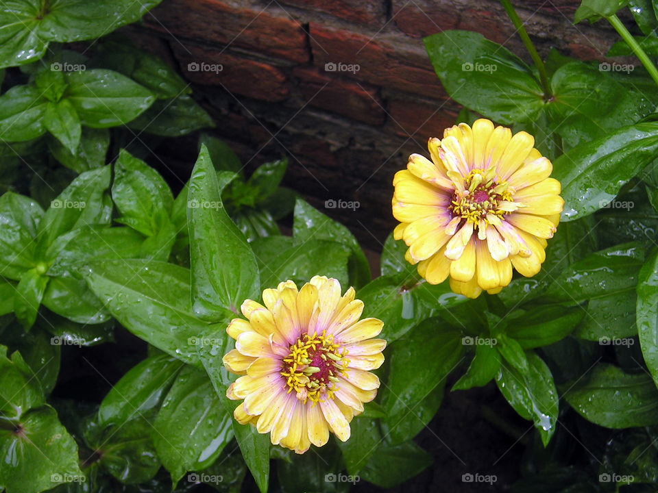 Two yellow charmers to brighten and bring joy to your day.