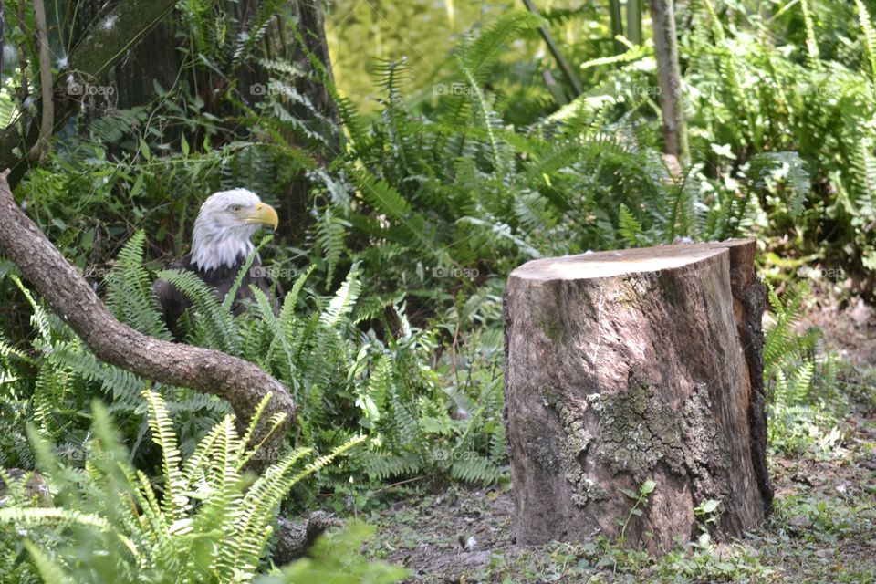 A bald eagle standing on the ground in the leaves by a stump