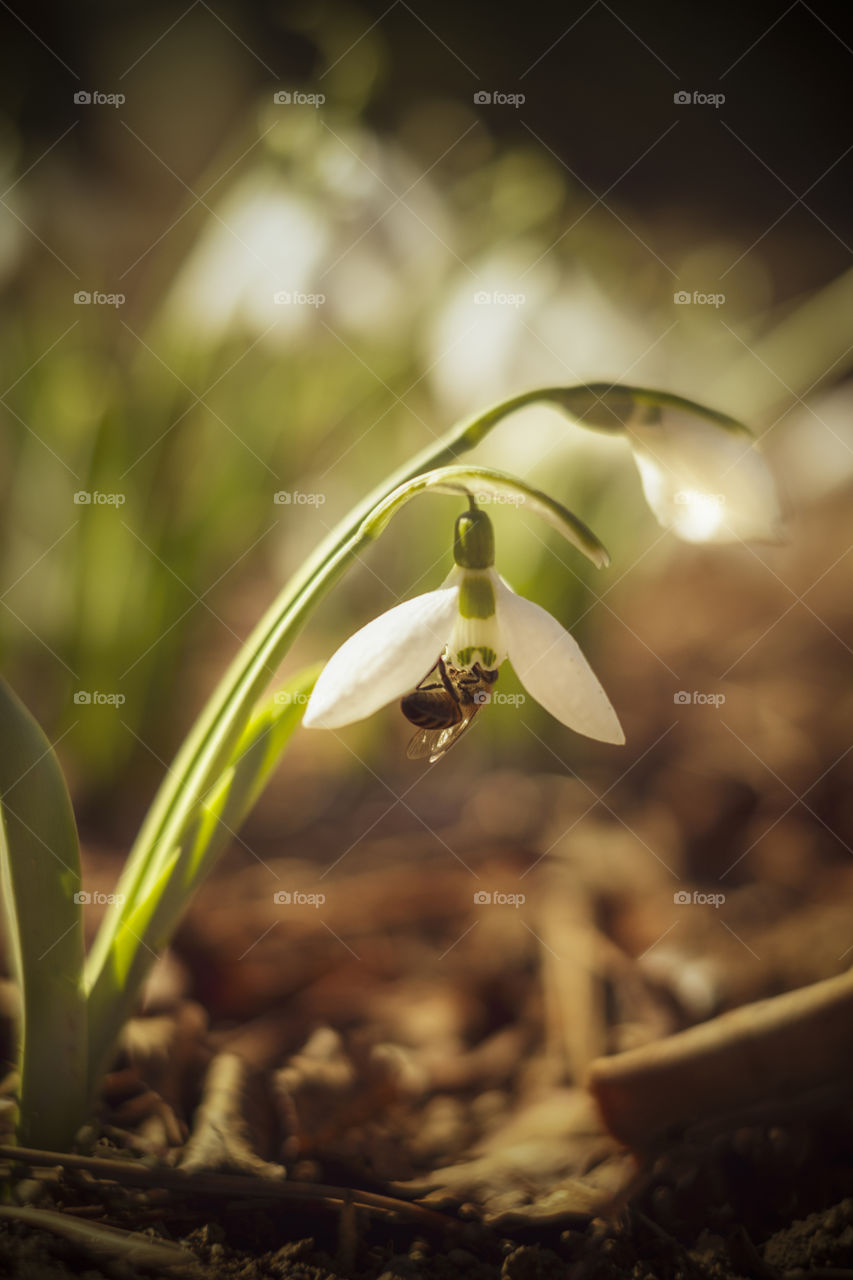 Bee and snowdrop