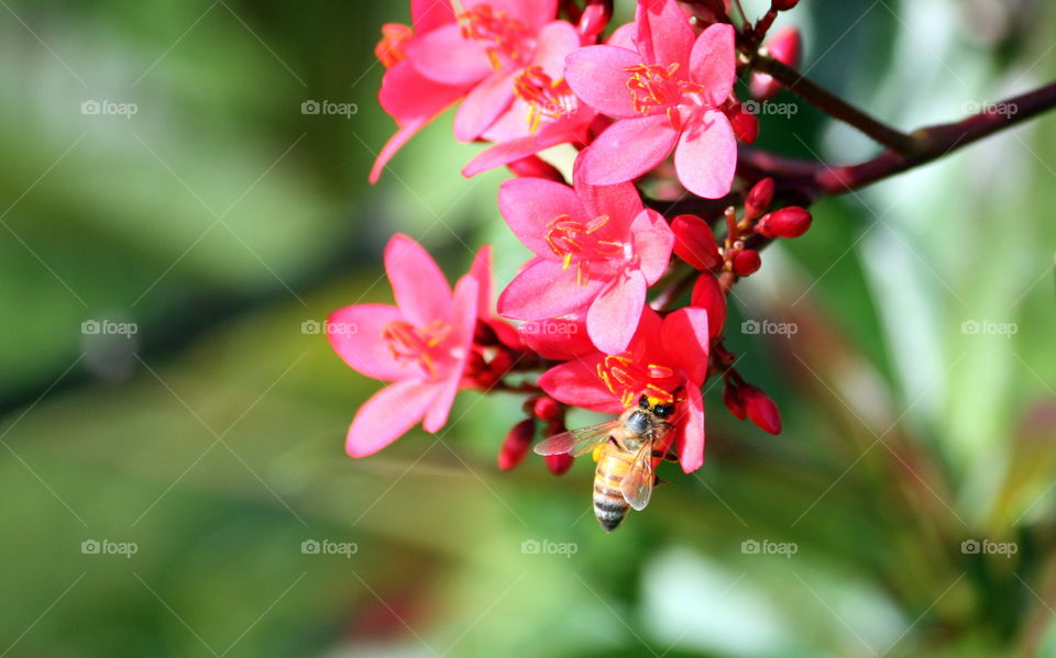 Close-up of insect on pink flower