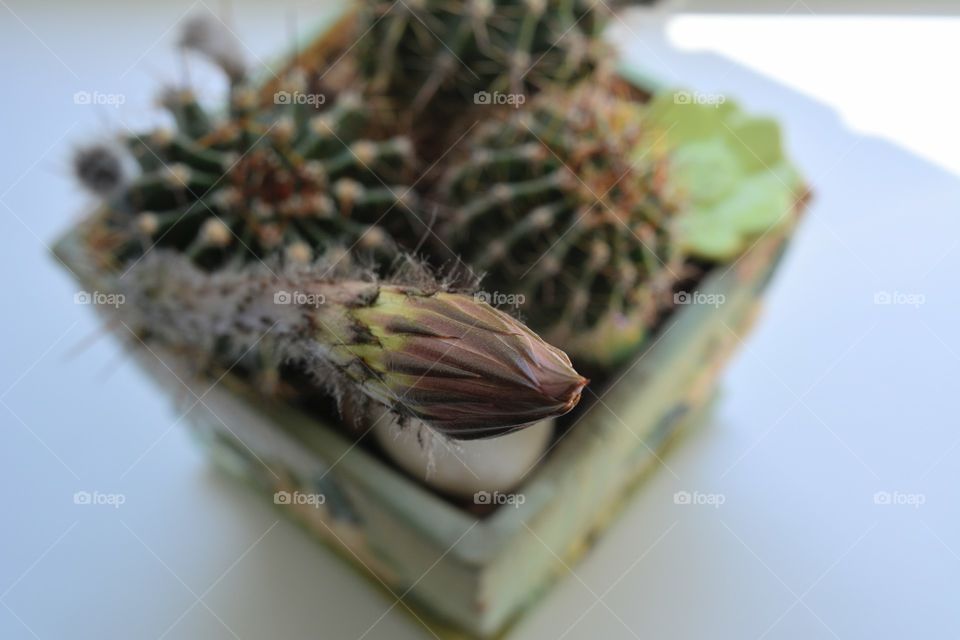 cactus flower bud beautiful blooming on a window house plant