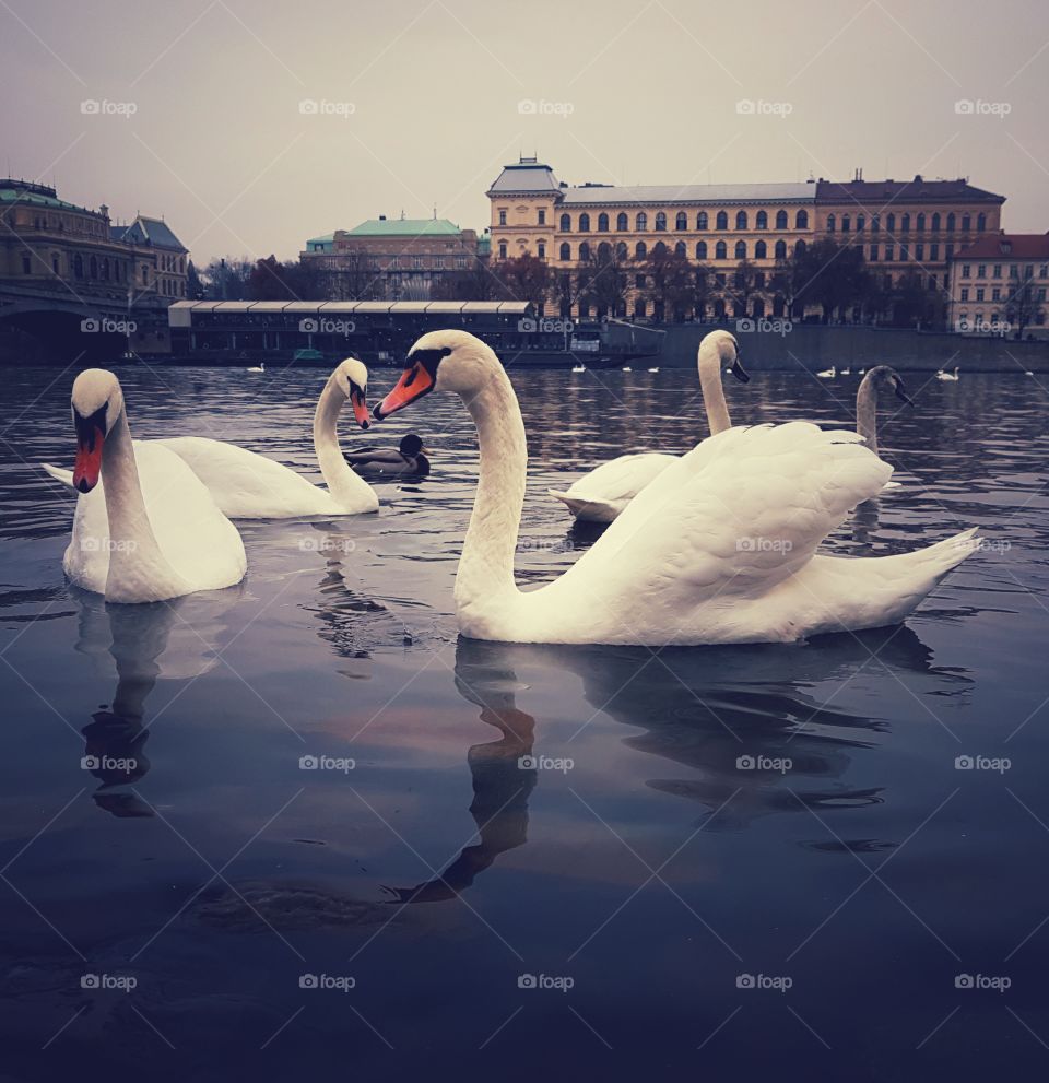 swans