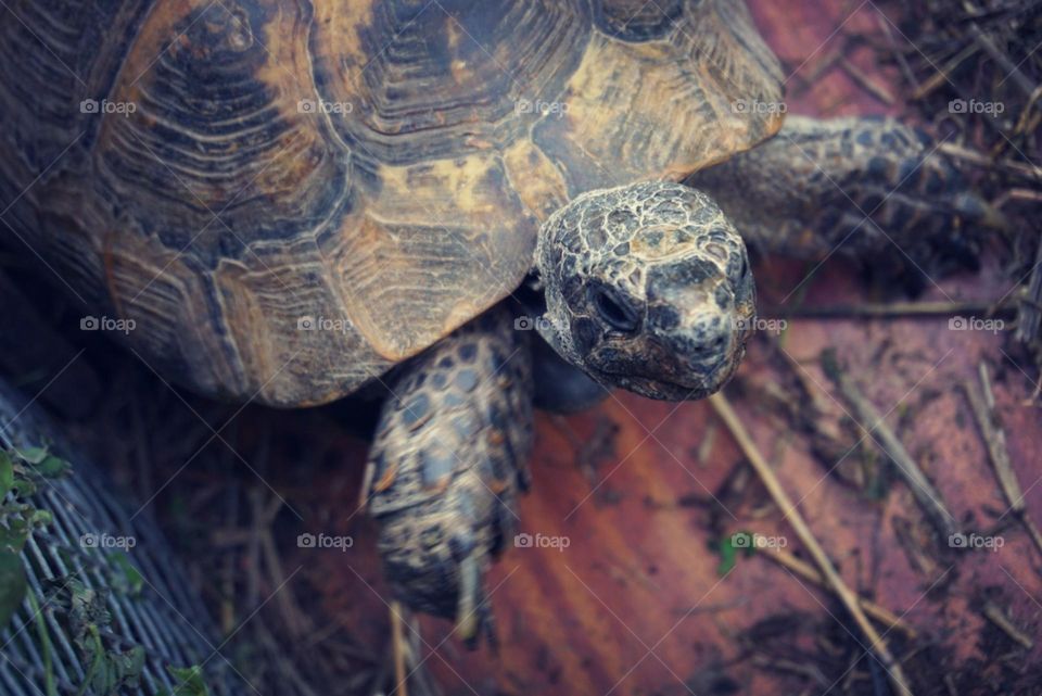 Turtle#animal#pet#nature