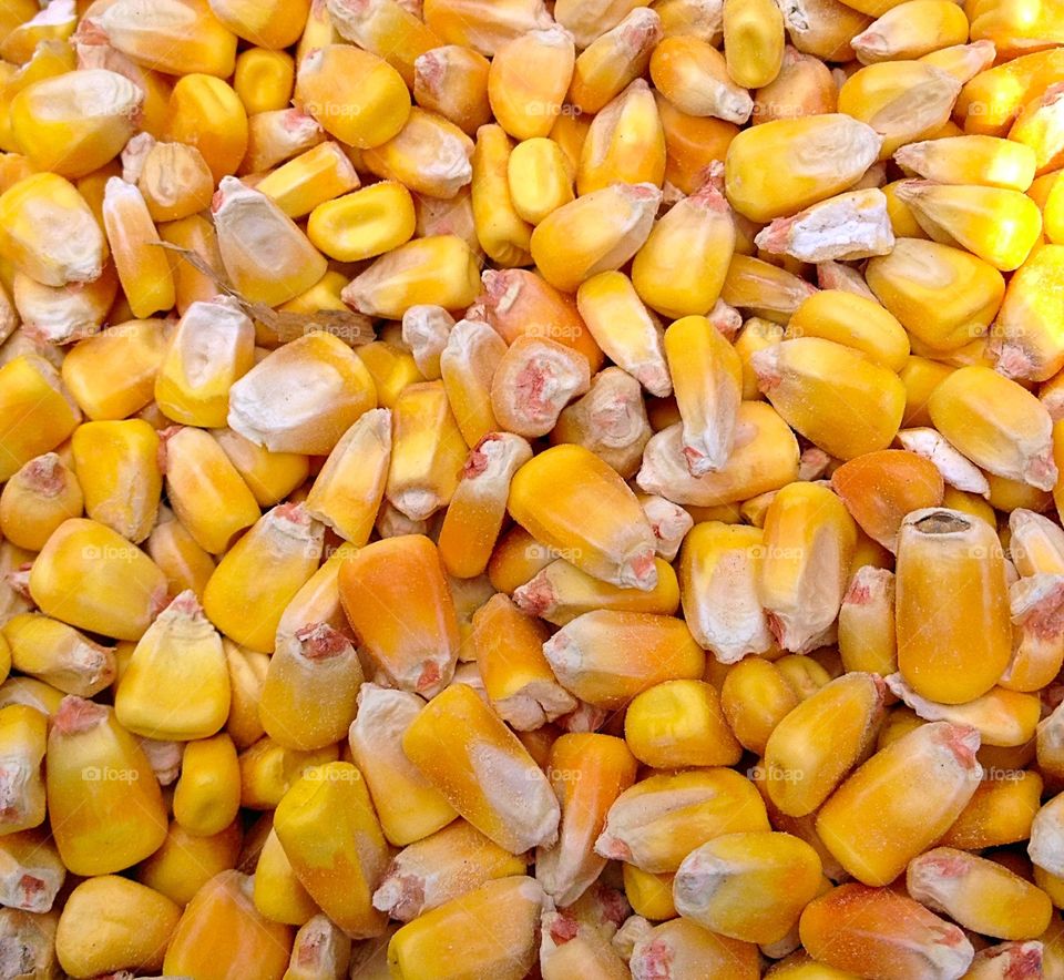 Dried Corn