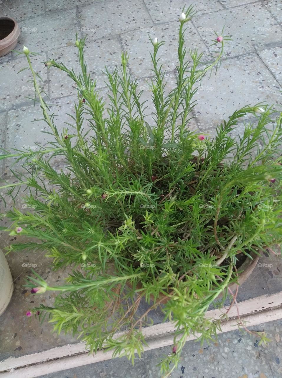 green shurb, small size shurb looks very beautiful generally found everywhere seasonal fresh