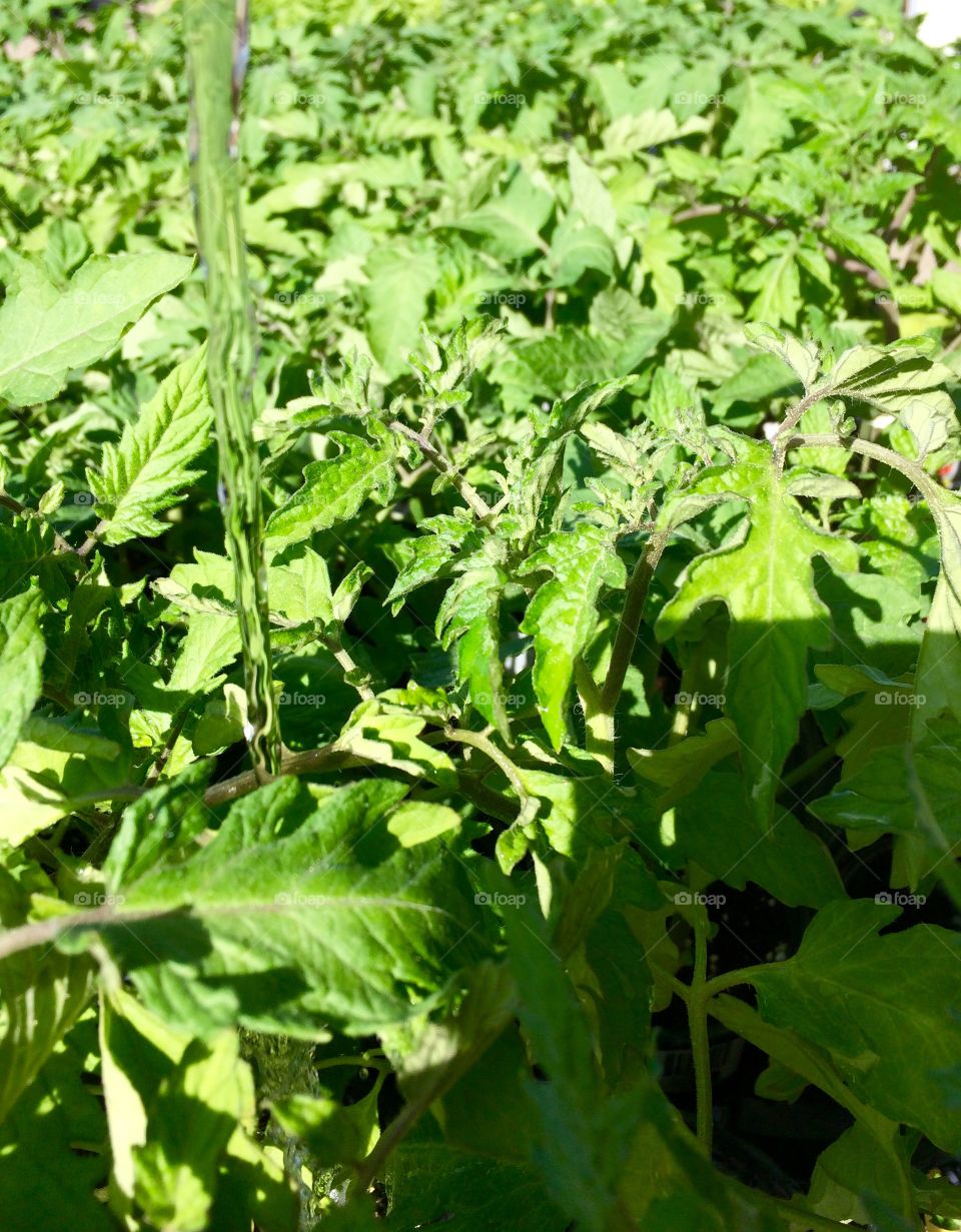 Watering tomato plants 