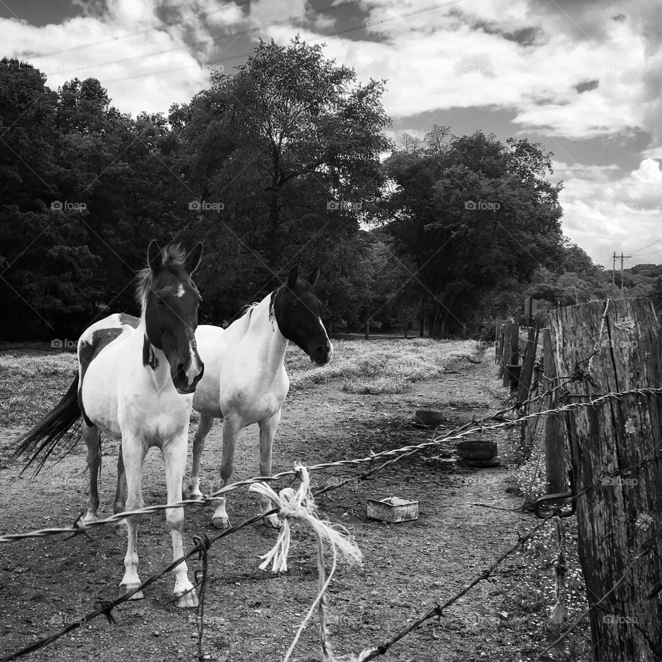 Bnw buds