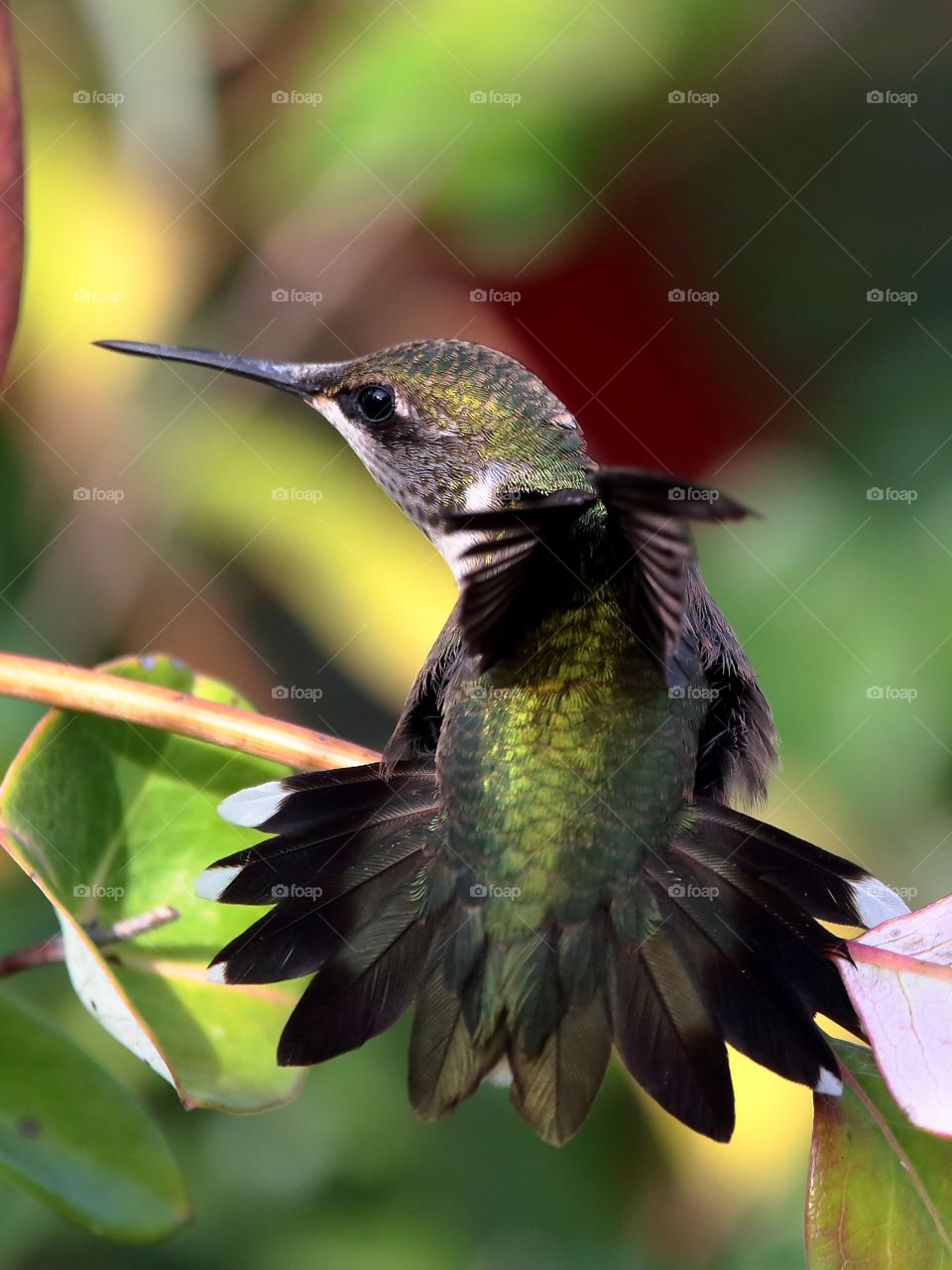 ruby-throated hummingbird