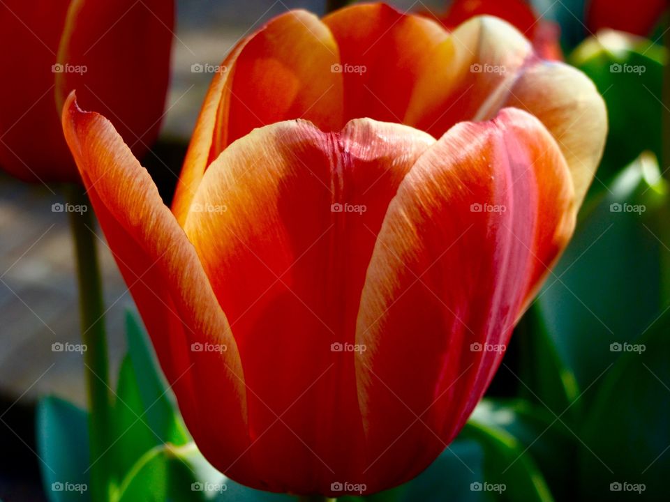 Tulip