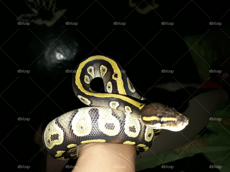 a cute snake