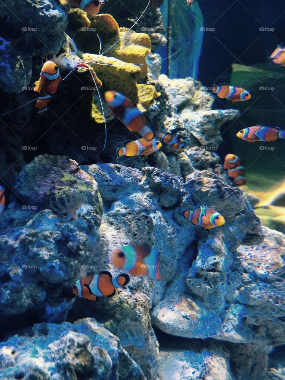 Fishes aquamarine 