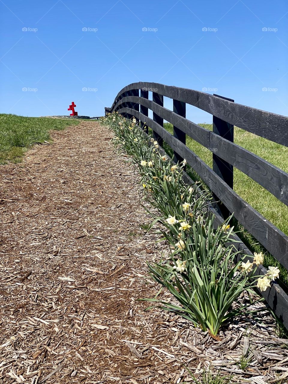 A black painted fence lined by daffodils separating a field from a walking path