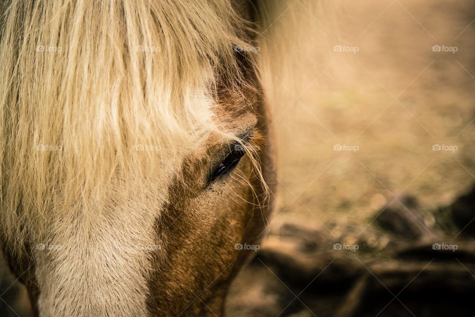 Pony head