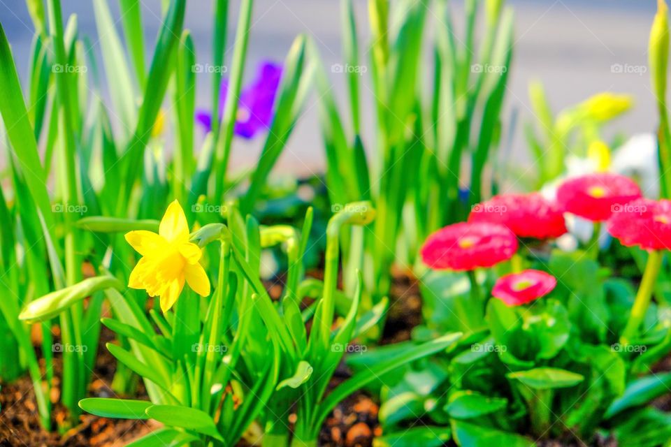 Flowers