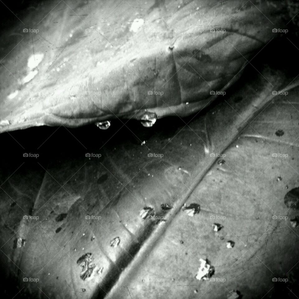 rain