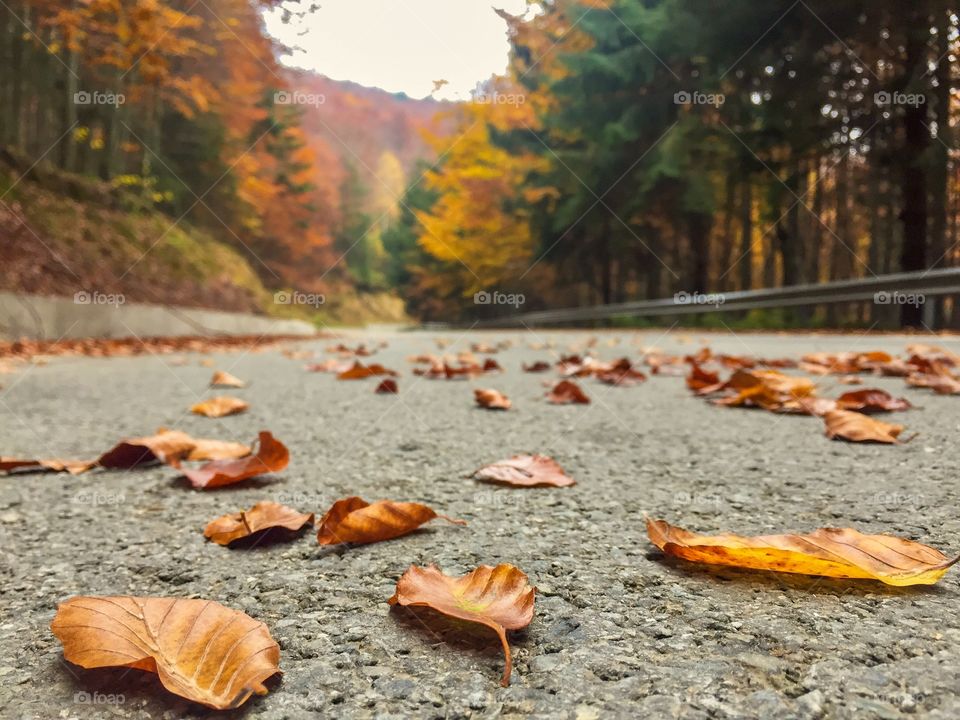 Brown leaves fallen on the road with yellow trees in front