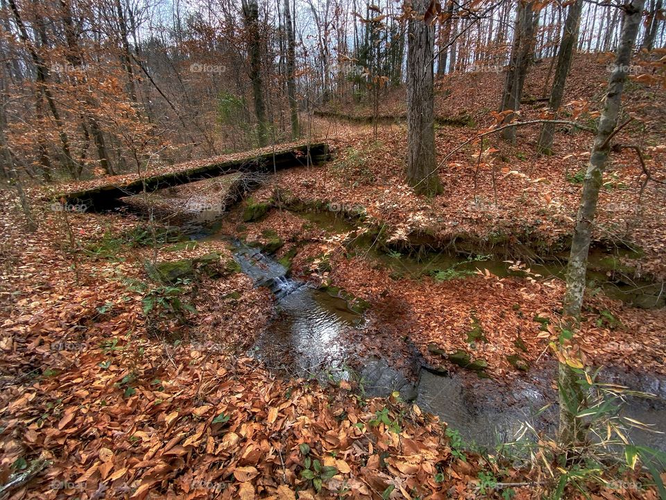 Autumn Bridge