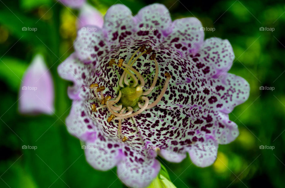 pollen flower outdoors purple by razornuku