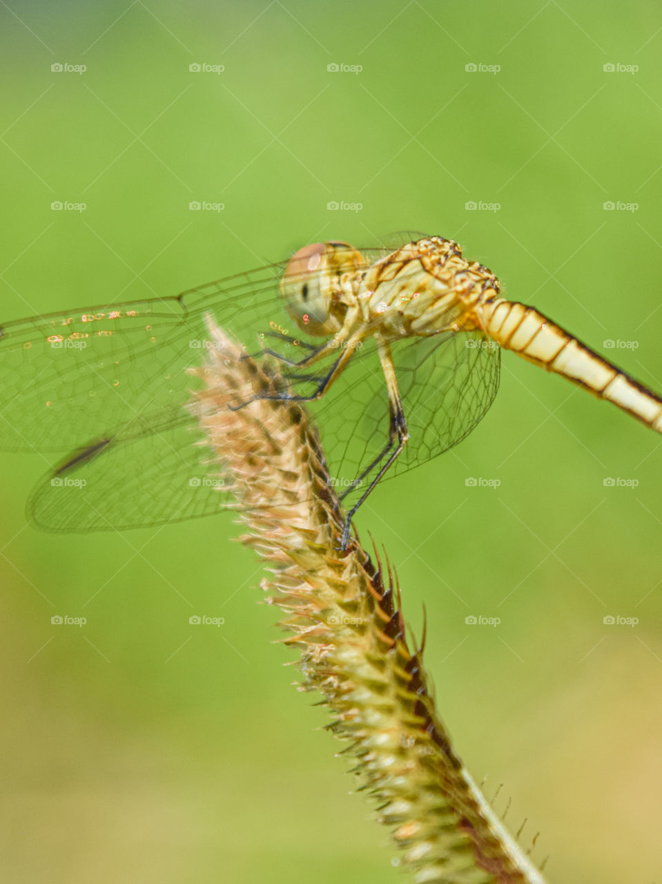 Photo of a dragonfly perched on a flower