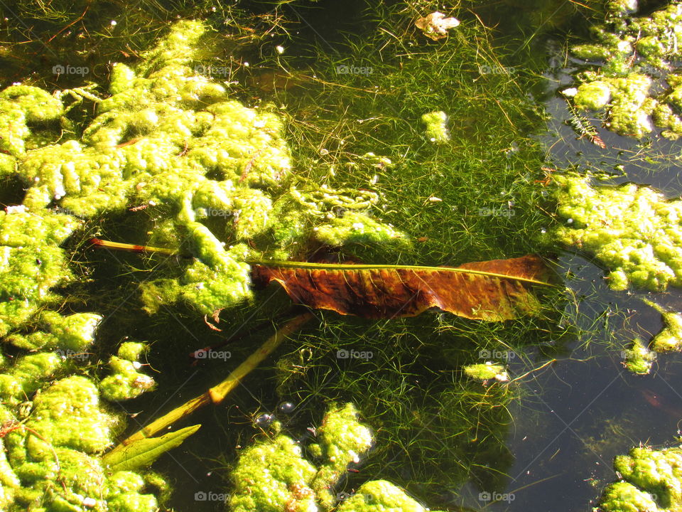 drowning leaf