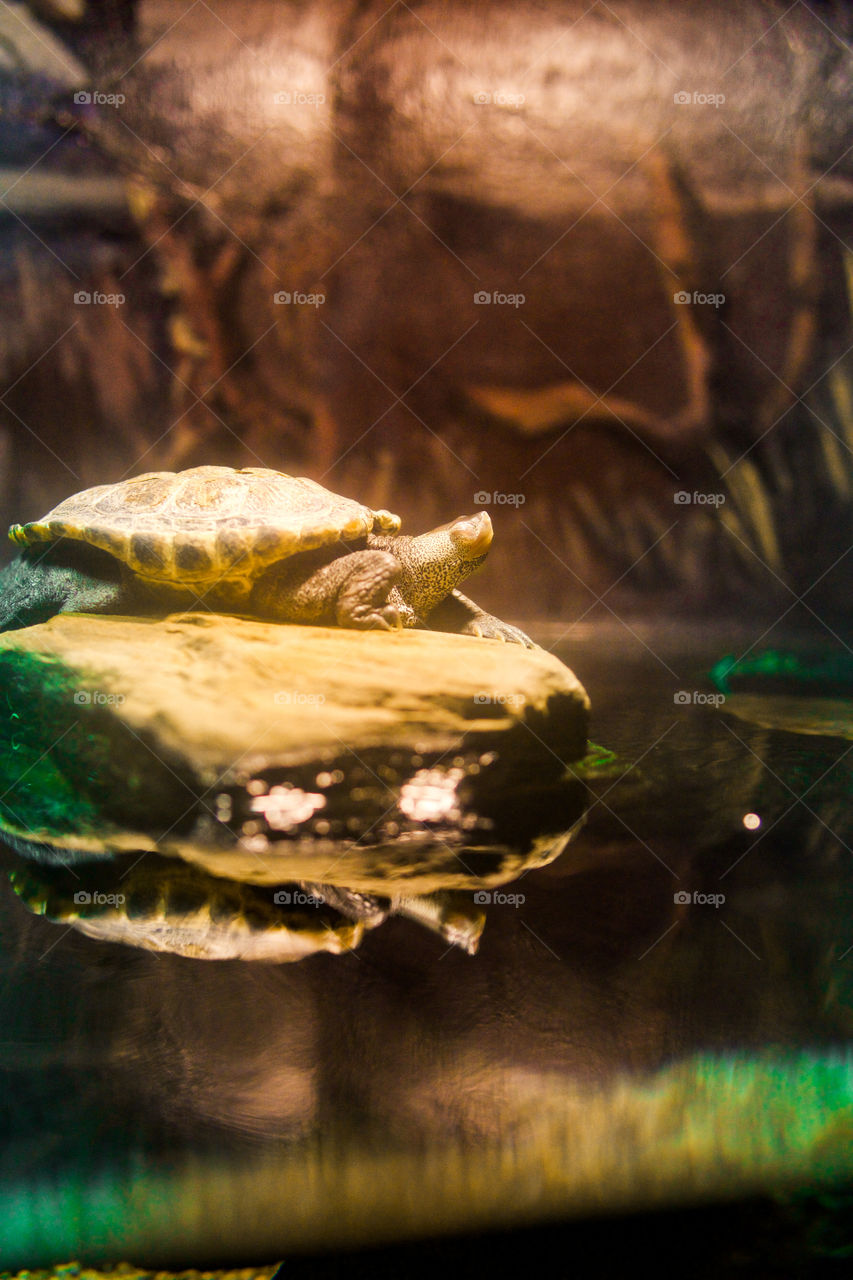 Turtle, Reptile, Slow, Wildlife, Nature