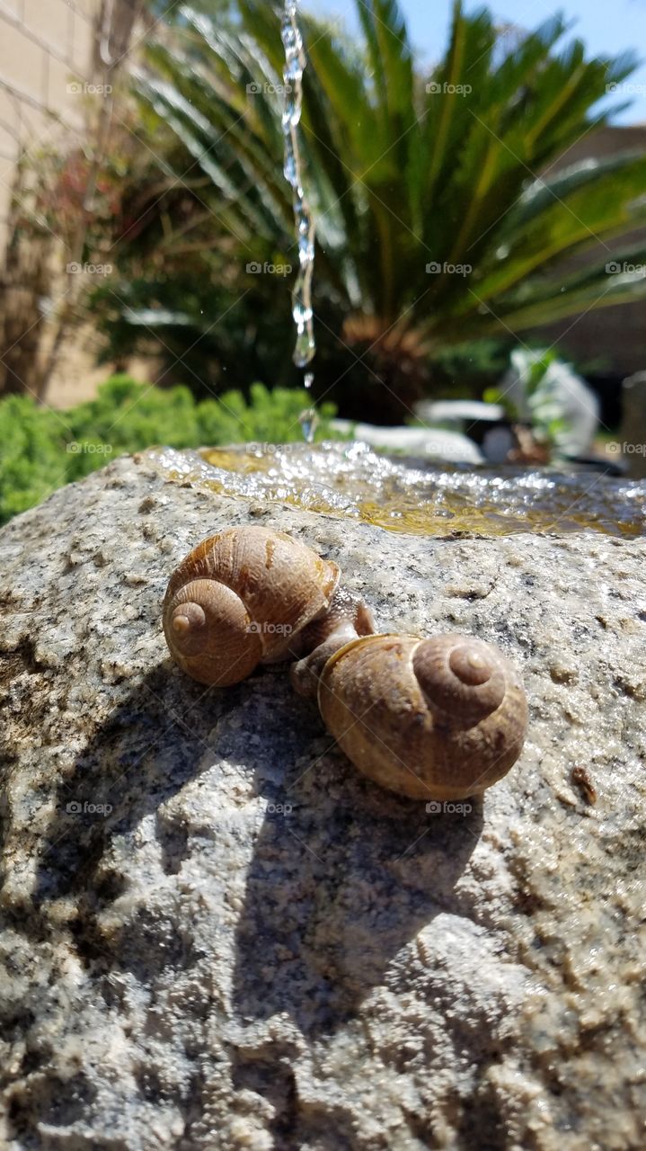 Snails mating in the garden