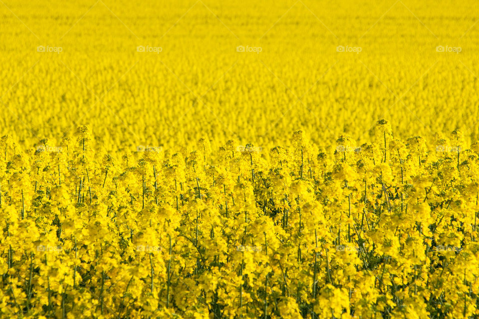 Yellow field of rapeseed flowers