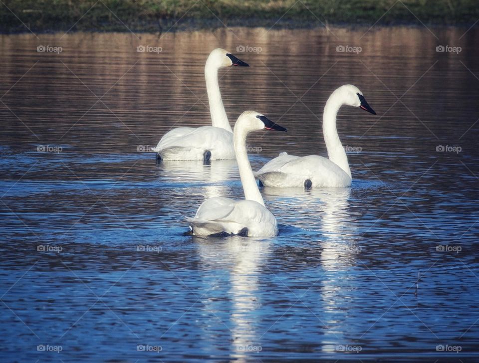 Beautiful Trumpeter Swans 